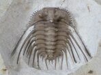 Spiny Kettneraspis Trilobite - Oklahoma #36146-1